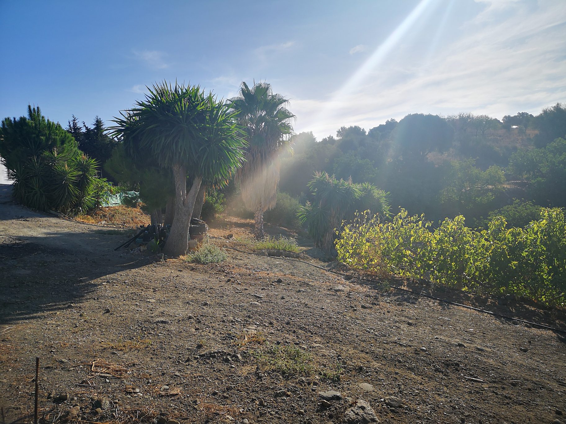 Big finca in Guadalobon Alto