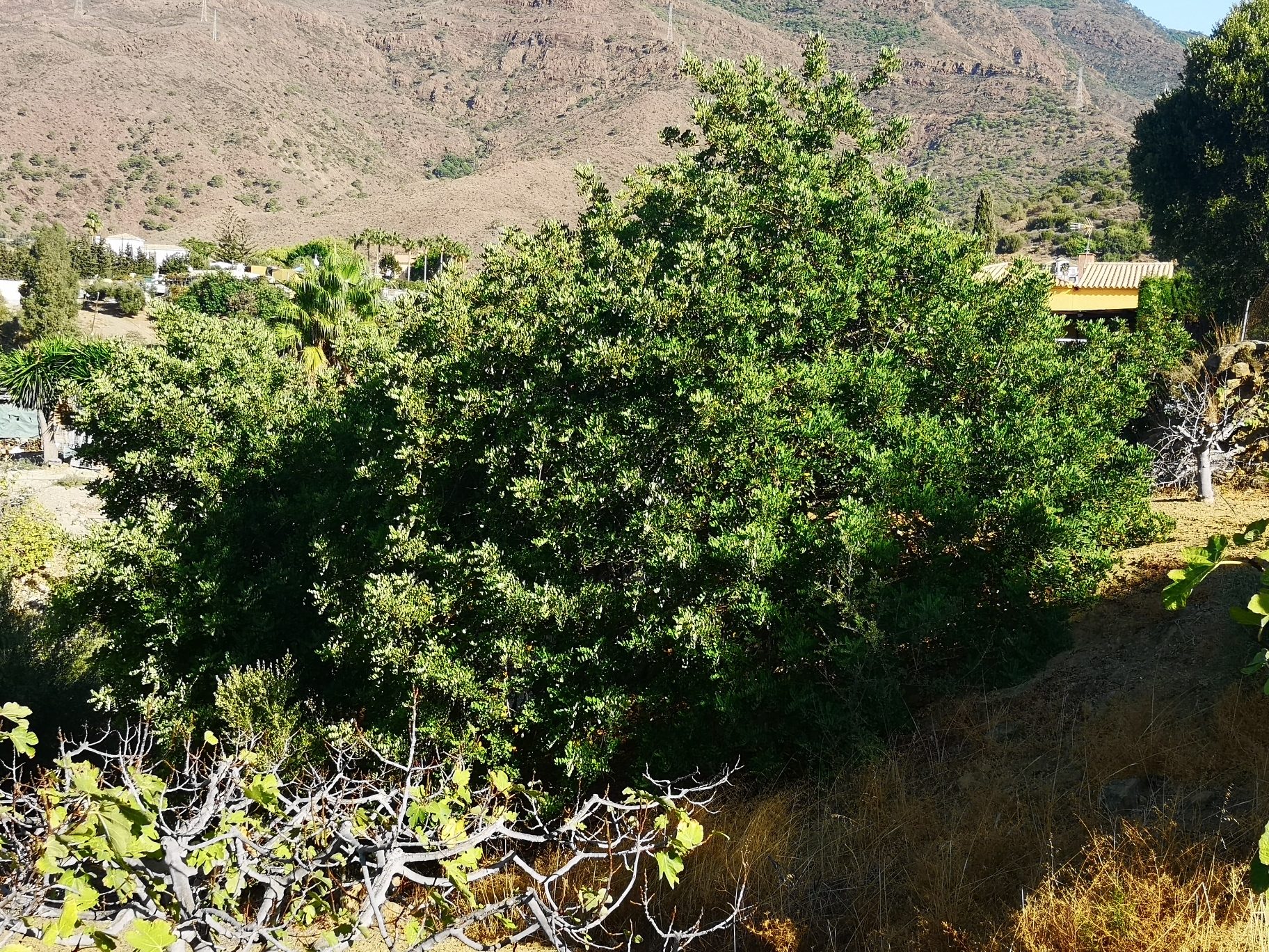 IMG_20190923_103612_resized_20190927_092914242