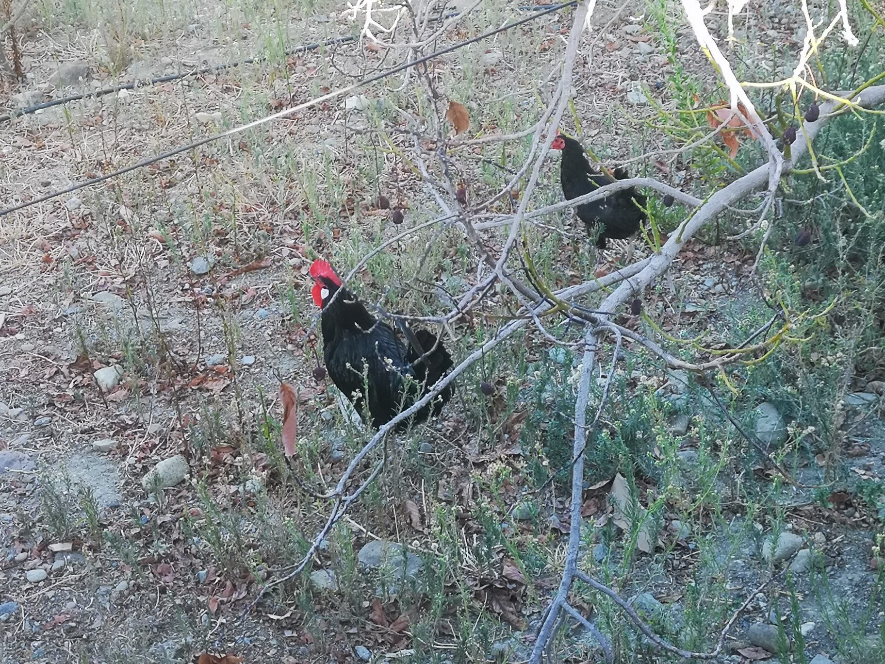 IMG_20190923_102359_resized_20190927_092913775 (1)