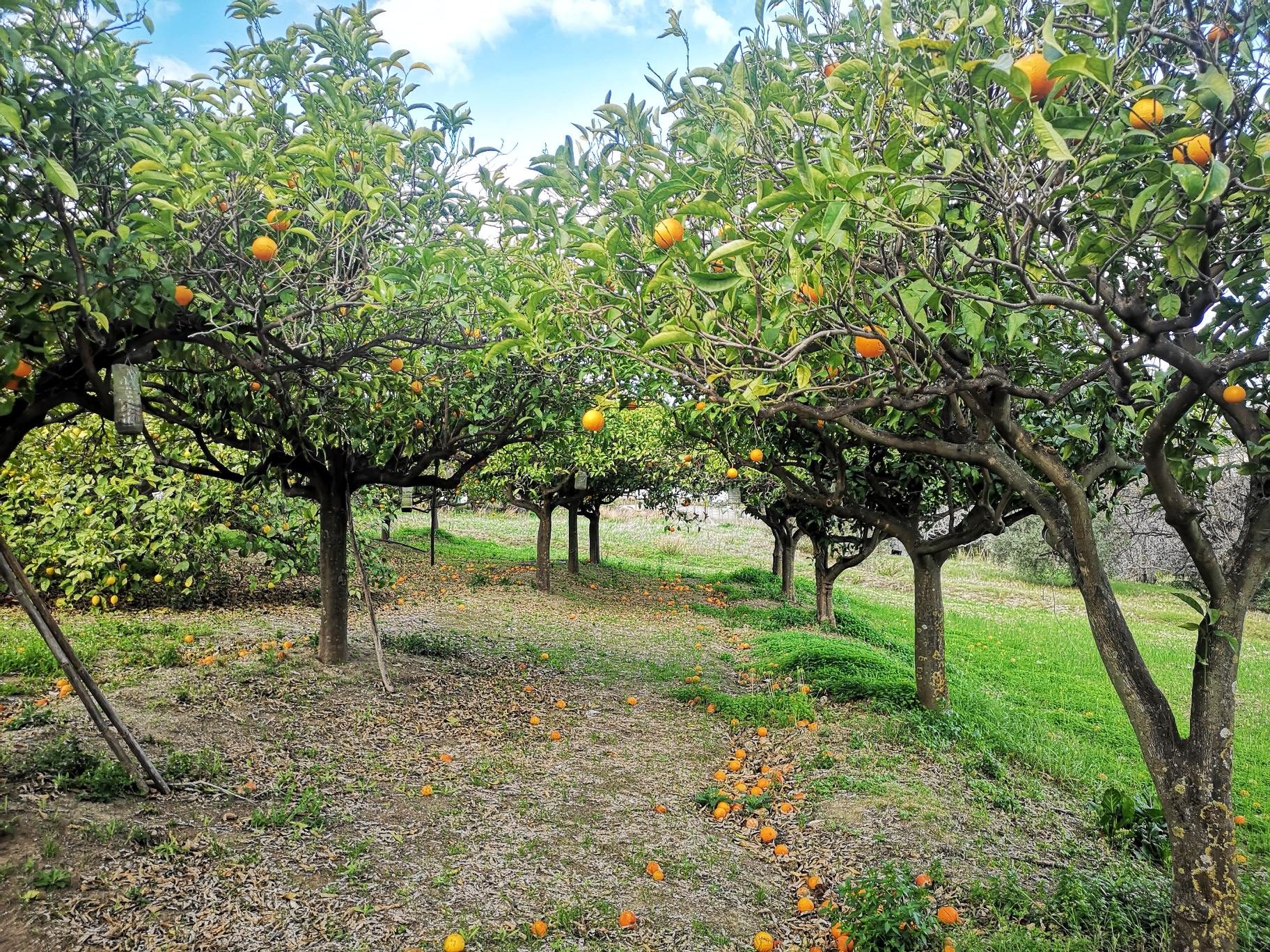 IMG_20220120_100441_resized_20220120_120432875